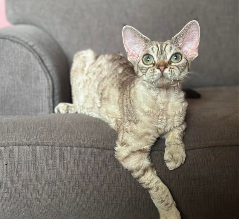 Devon Rex: Curly-Coated Charmers with Heart Troubles