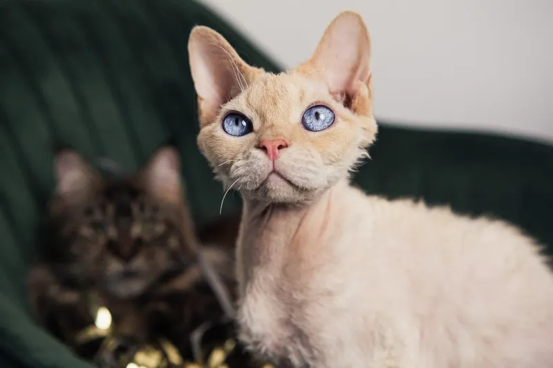 Devon Rex: The Mischievous Shoulder Rider
