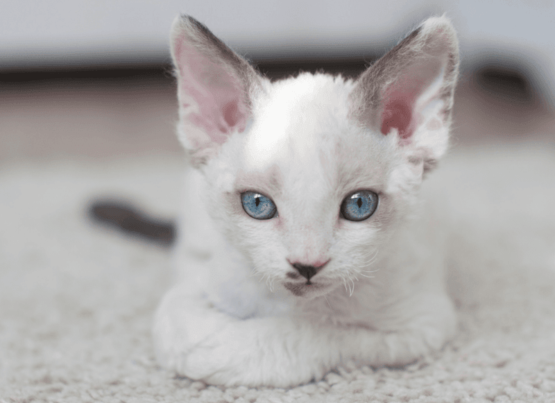 Devon Rex