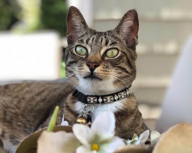 Diamond-Studded Cat Collar