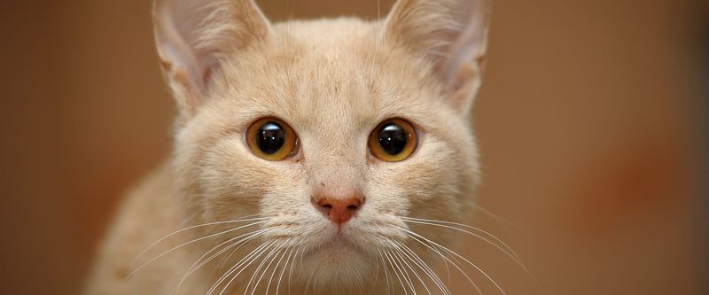 Dilated Pupils