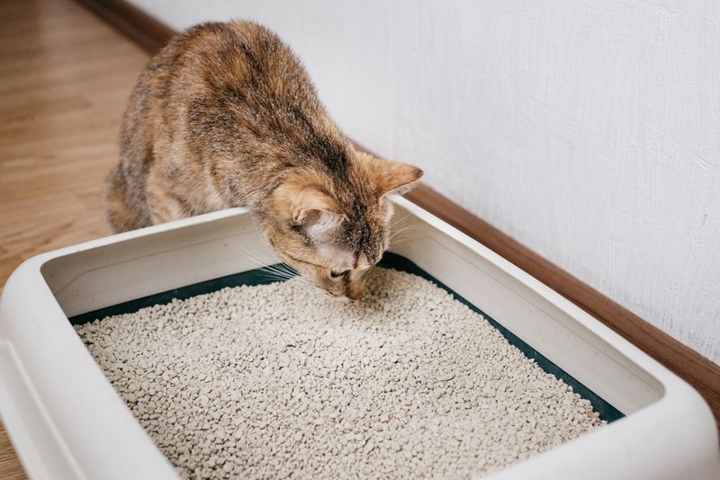 Dirty Litter Box