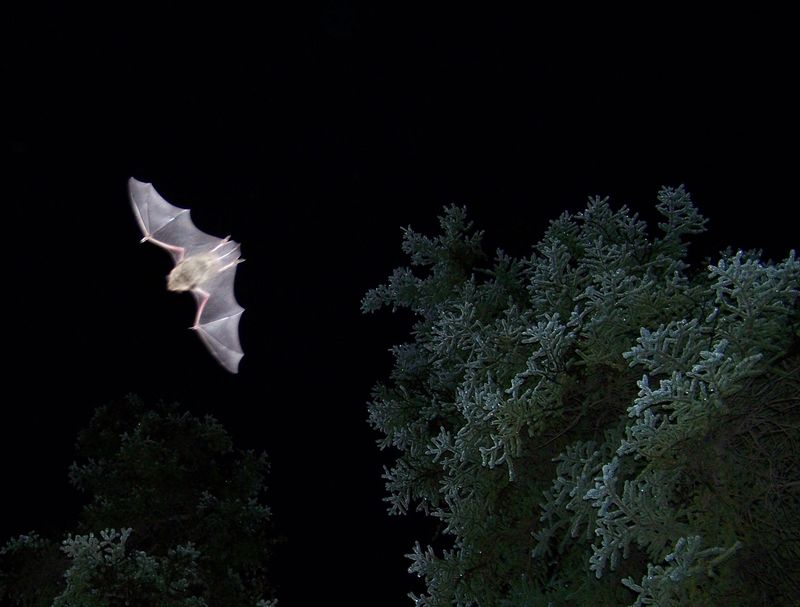 Disease Transmission from Bats or Other Animals