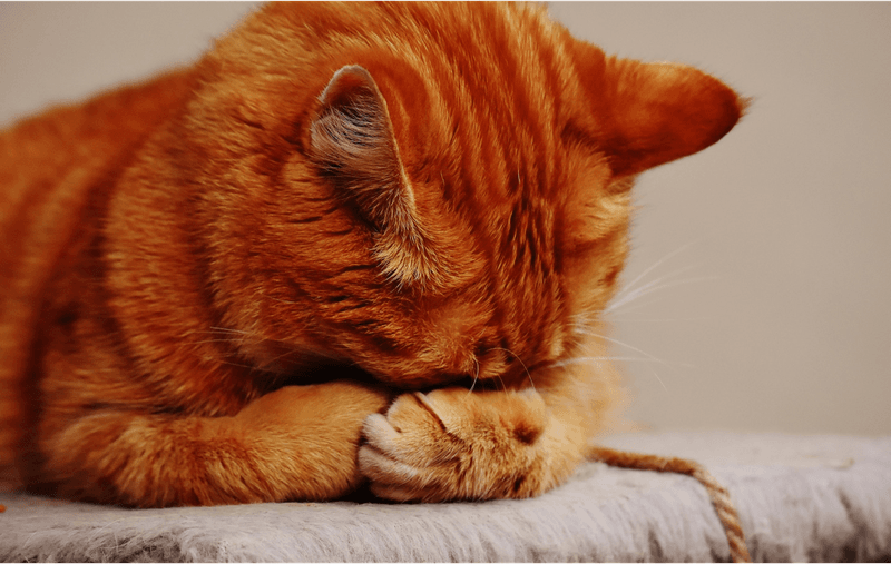 Do cats get embarrassed when they fall or mess up?