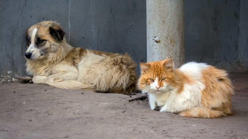 Dogs (Feral or Unrestrained)