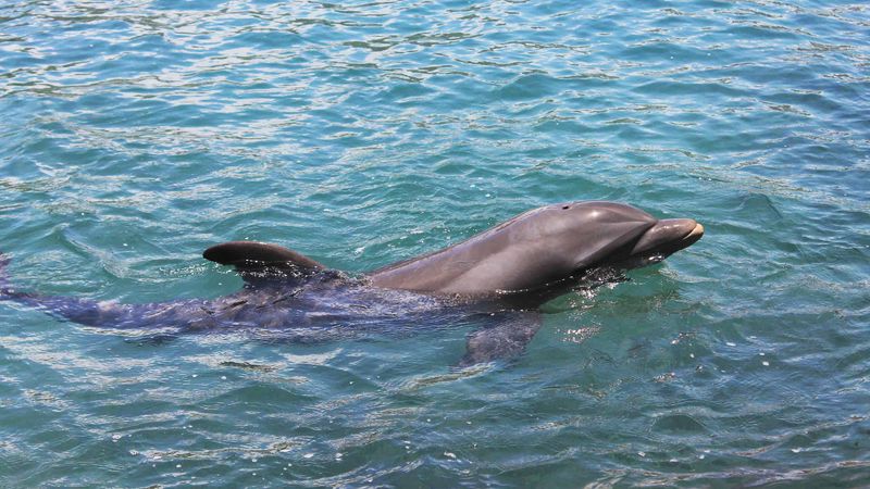 Dolphins