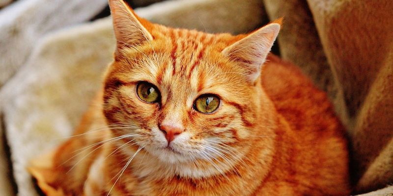 Domestic Shorthair