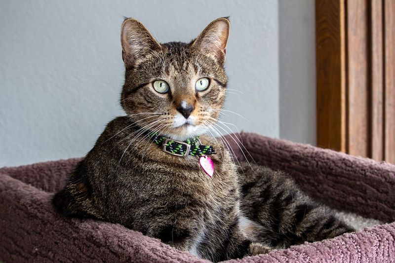 Domestic Shorthair (DSH)