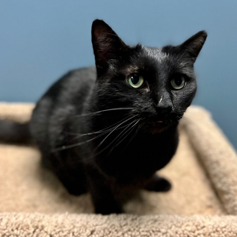 Domestic Shorthair: Mixed Heritage, Minimal Issues