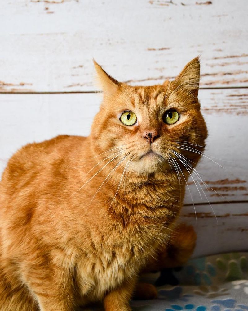 Domestic Shorthair