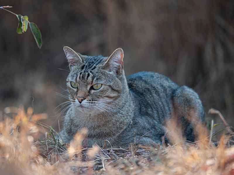 Domestication Changed Their Brains, Not Looks