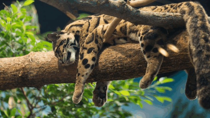 Don’t Be Fooled by the Spots—The Clouded Leopard Is a Stealthy Hunter