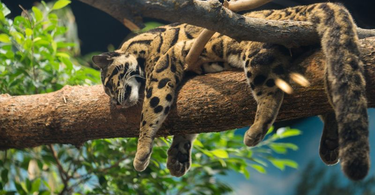 Don’t Be Fooled by the Spots—The Clouded Leopard Is a Stealthy Hunter