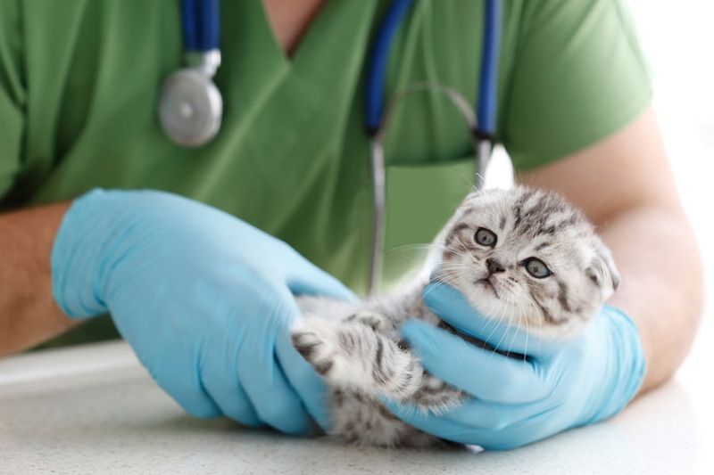 Don’t Skip the Vet