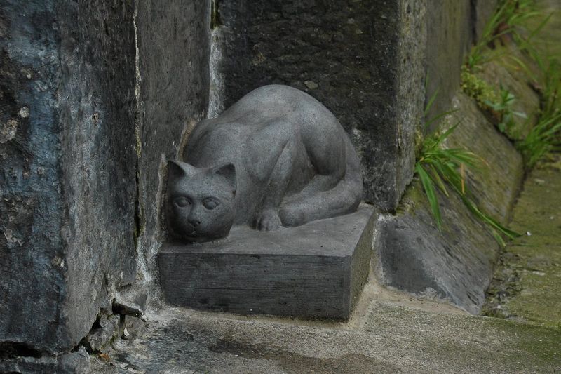 Dublin Dock Cat