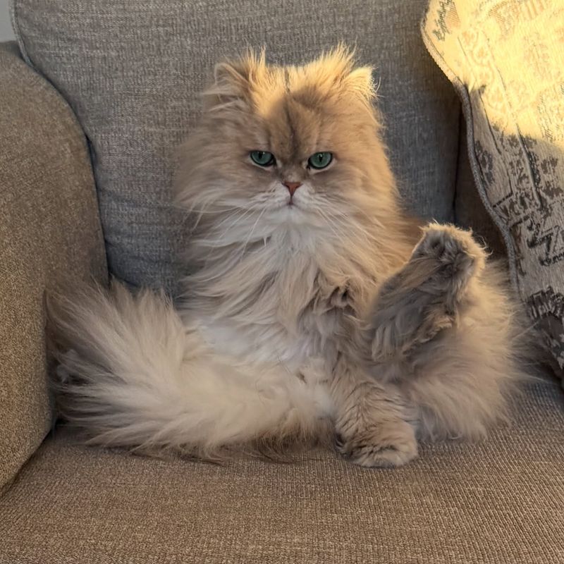 Duchess for a Persian