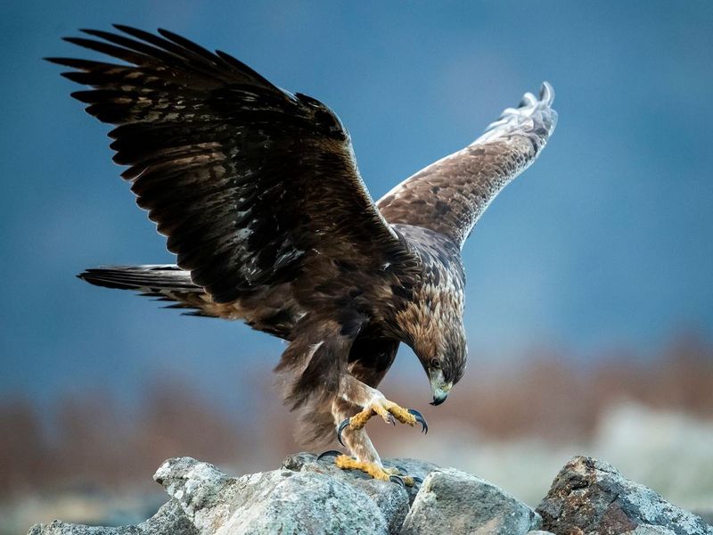 Eagles and Large Birds of Prey