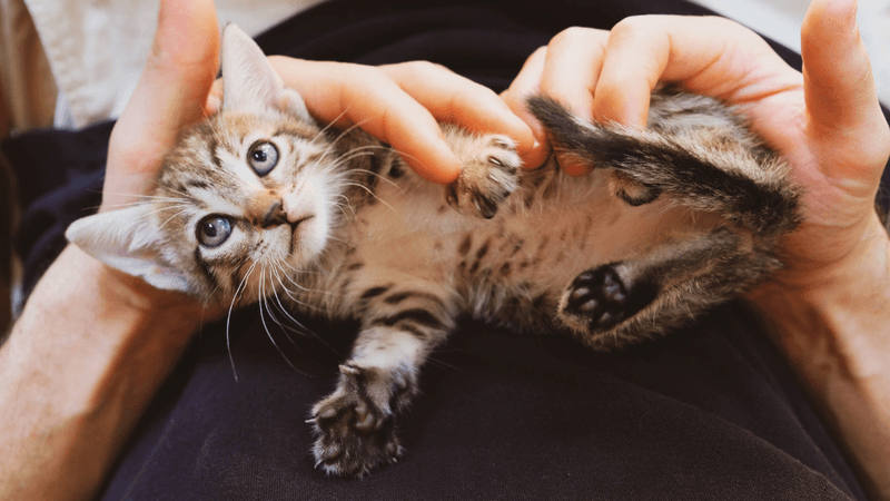 Early Kittenhood Socialization Makes All The Difference