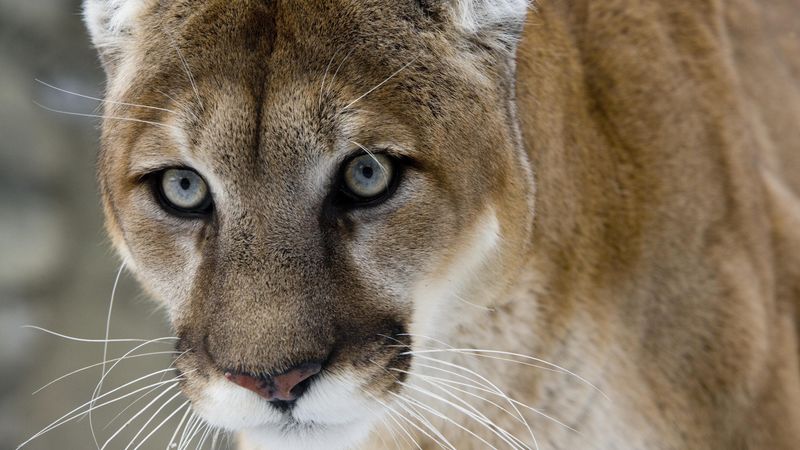 Eastern Cougar (Puma concolor couguar) - Forest (extinct/subspecies debated)