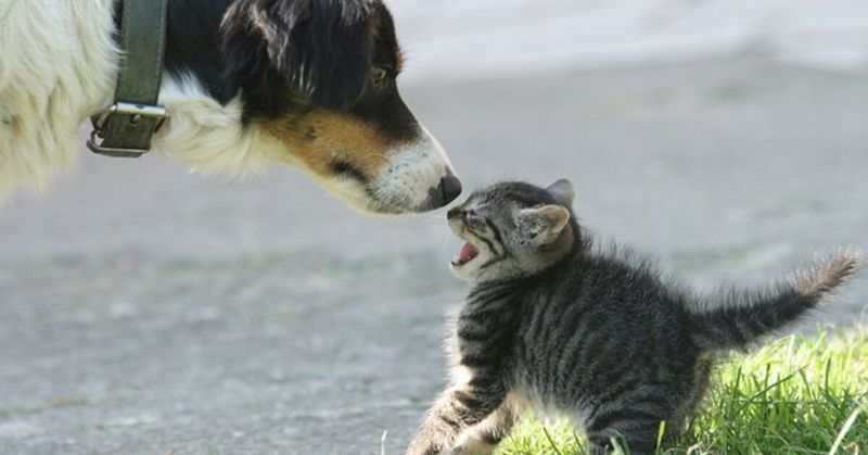 Easy Targets for Other Pets