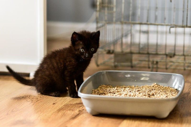 Eating Litter or Feces (Coprophagia)