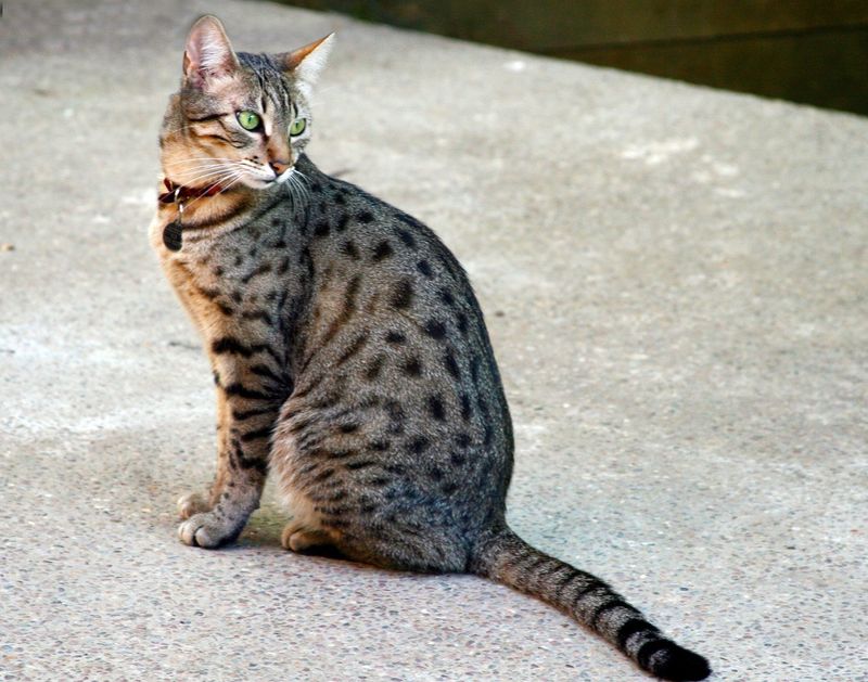 Echo for an Egyptian Mau