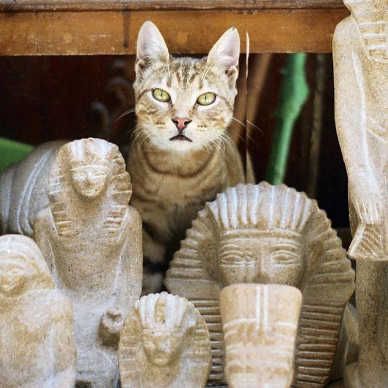 Egypt's Revered Felines