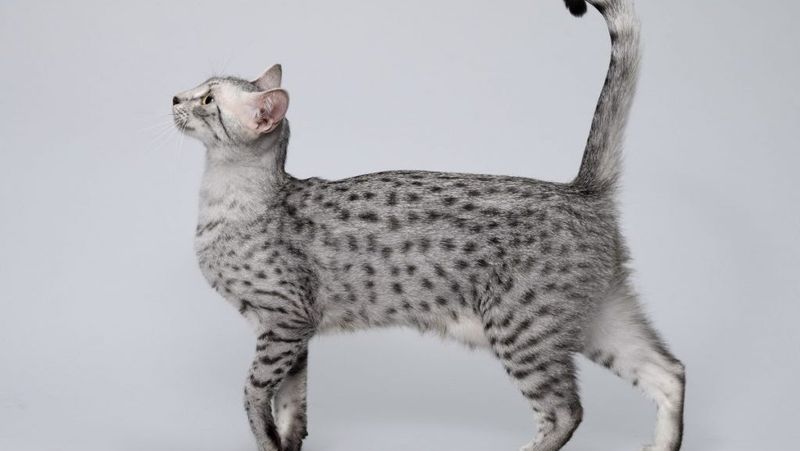 Egyptian Mau