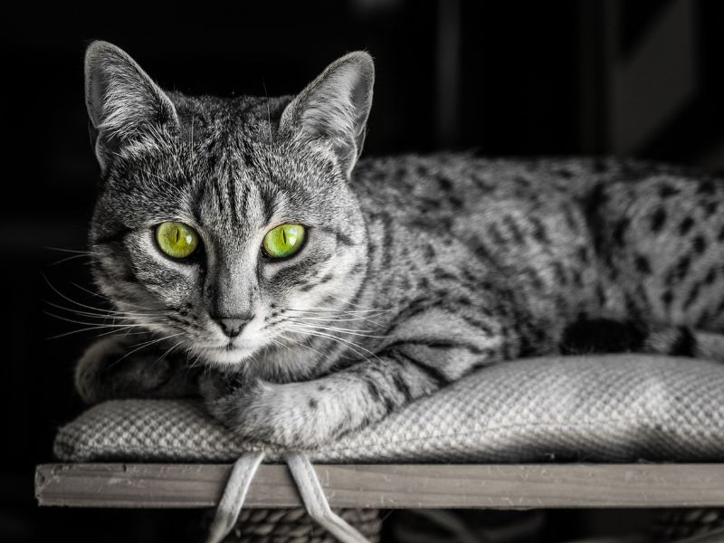 Egyptian Mau