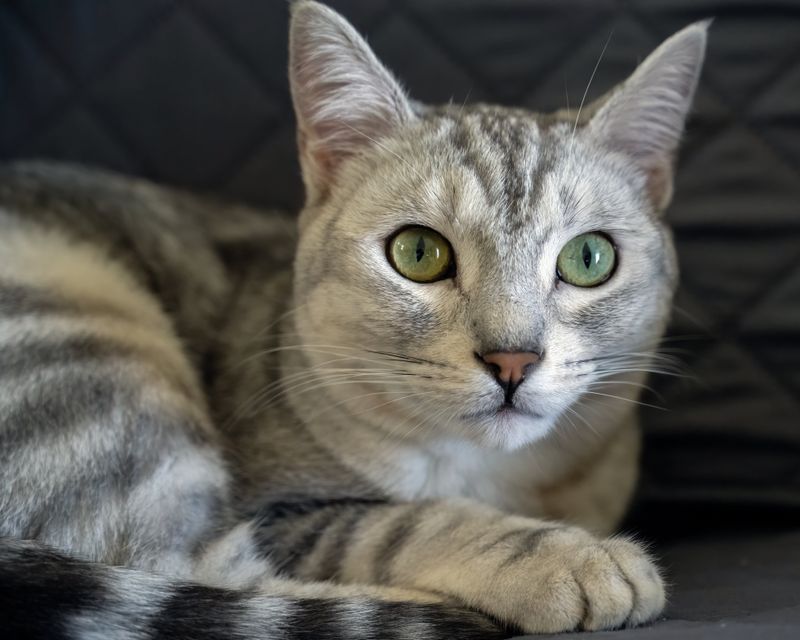 Egyptian Mau