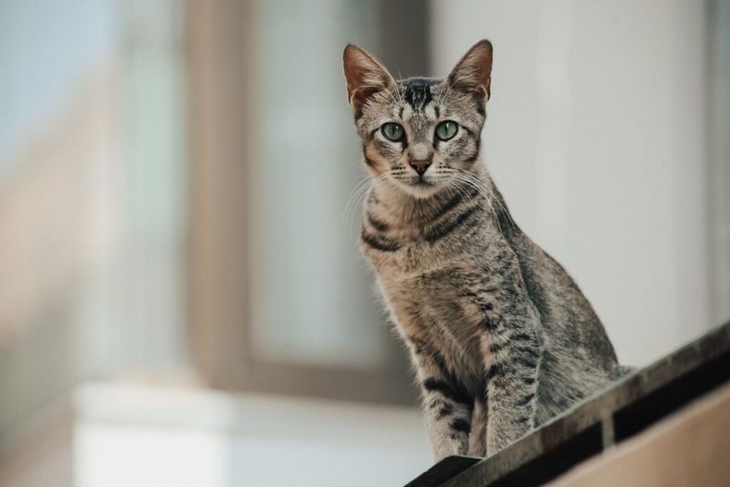 Egyptian Mau