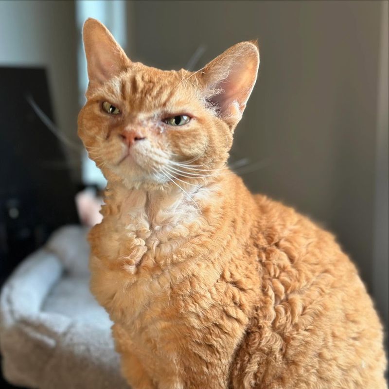 Einstein for a Devon Rex