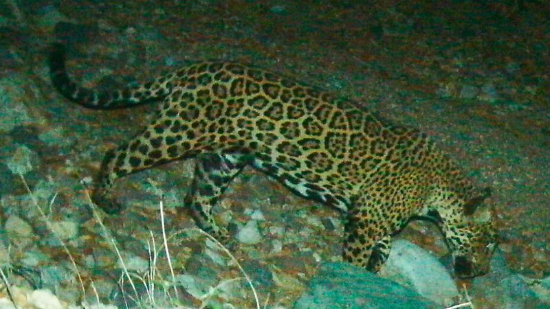 El Jefe – The Arizona Jaguar