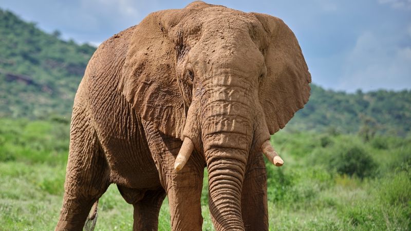 Elephants: Giants Who Don’t Play