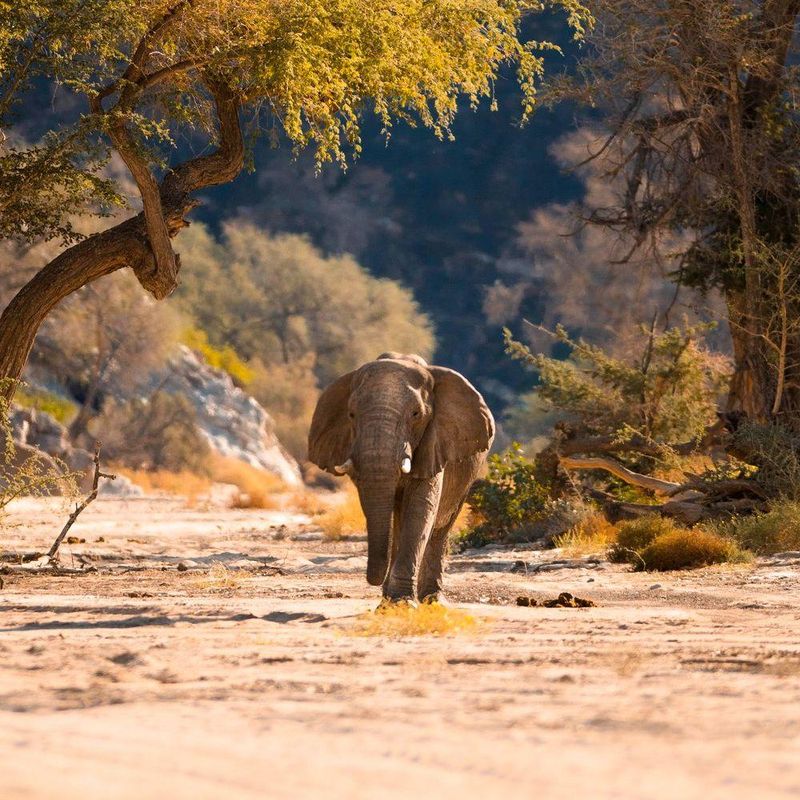 Elephants