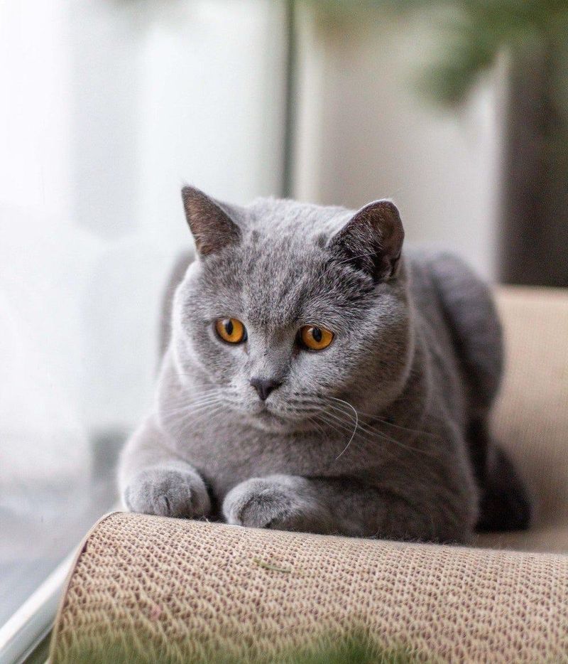 Elliot