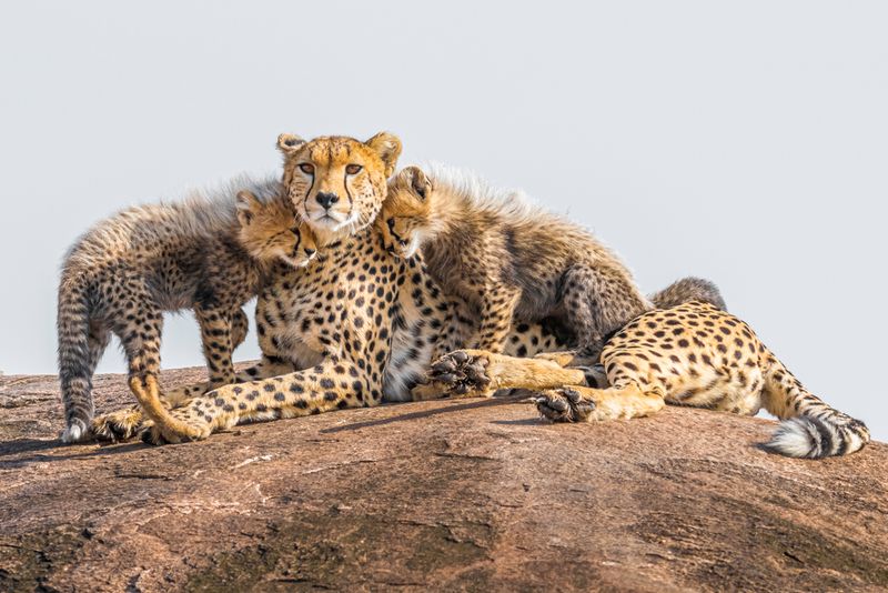 Endangerment and Genetic Diversity