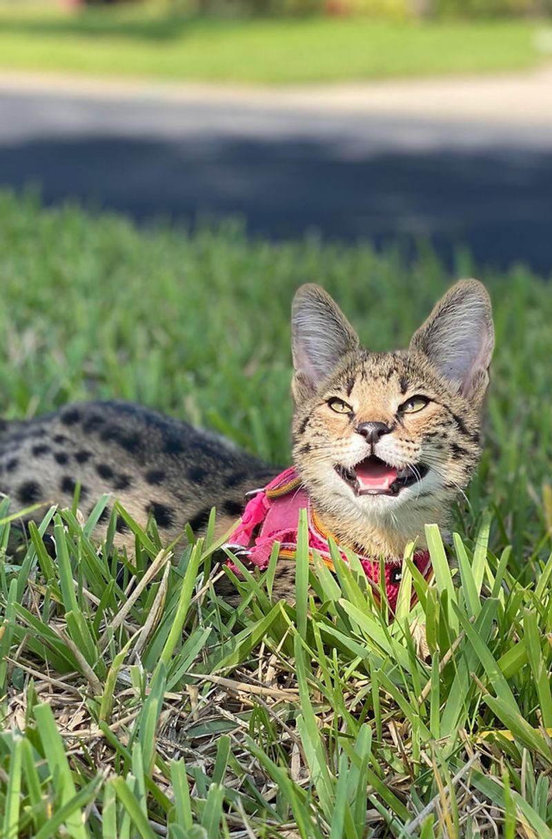Energetic and Playful