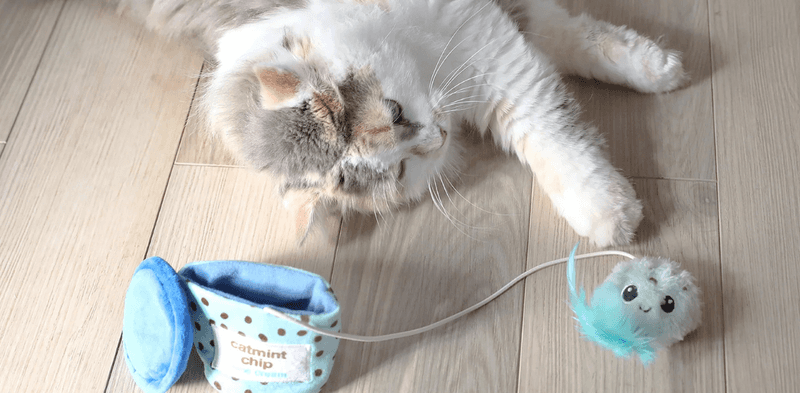 Engage in Daily Play and Mental Stimulation