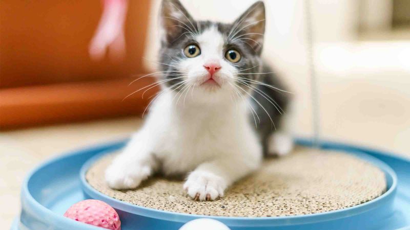 Engaging in Playtime