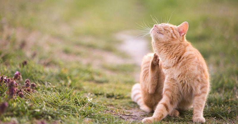 Environmental Allergies Affect Cats Too