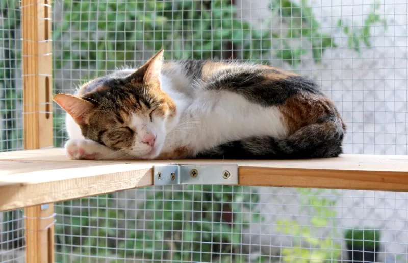 Environmental Enrichment Prevents Problem Behaviors