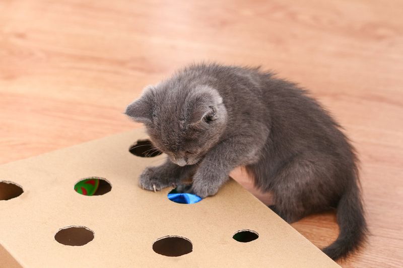 Environmental Enrichment