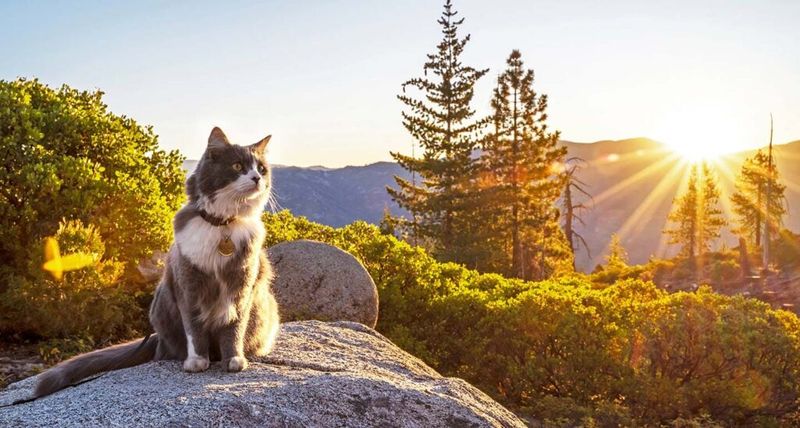Environmental Explorers: Curiosity Satisfaction