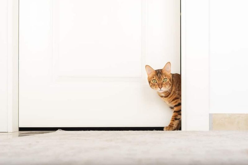 Escaping or Door-Dashing