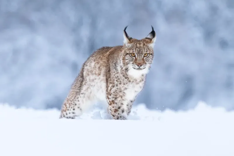 Eurasian Lynx – The Minimalist Code