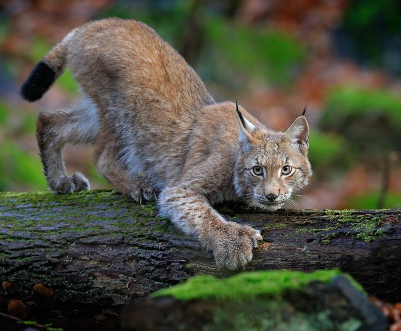 Eurasian Lynx