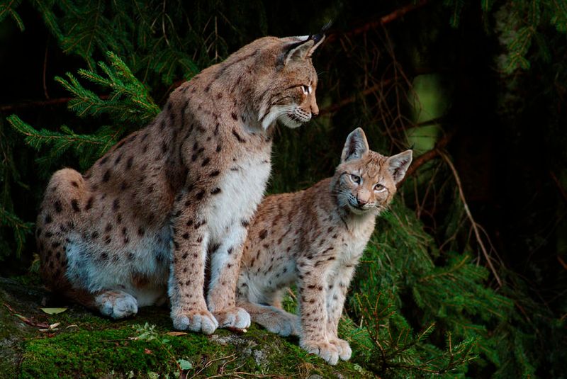 Eurasian Lynx (Lynx lynx) – Mothers with Cubs