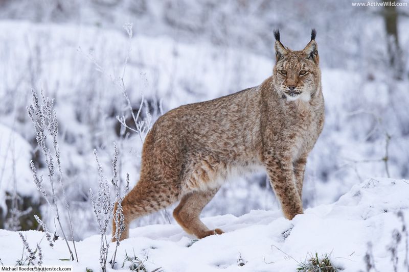 Eurasian Lynx (Lynx lynx)