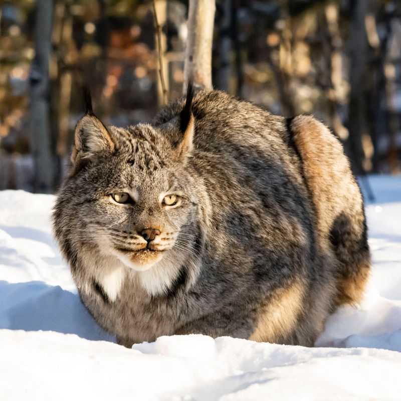 Eurasian Lynx